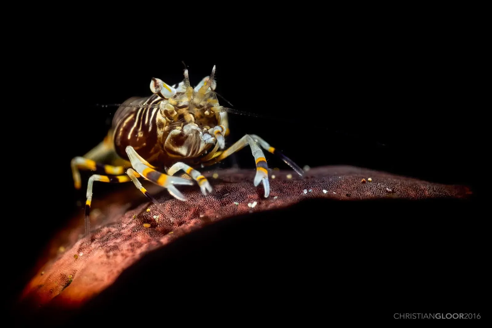 Close-up of a striped bumblebee shrimp gripping a soft coral branch — Rhino City, Ambon.