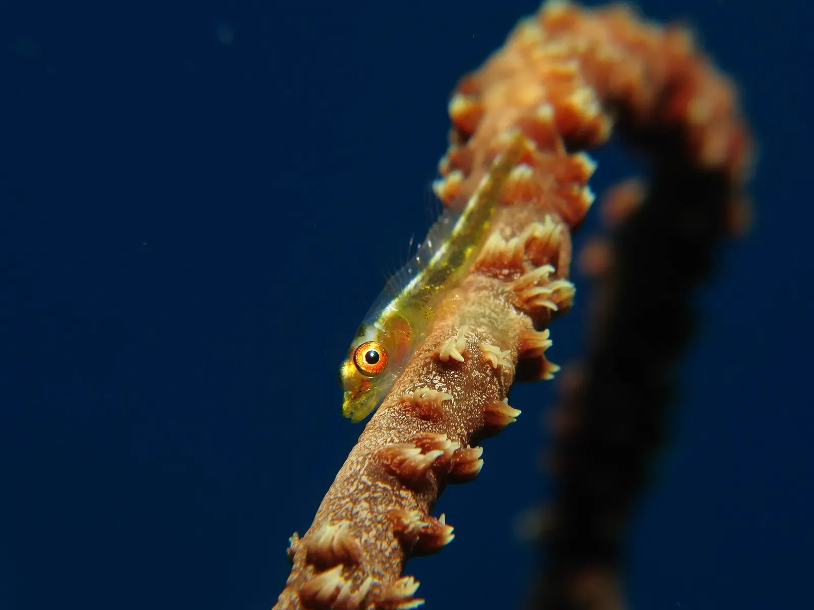 A goby fish perched on an orange whip coral on a Red Sea reef — Dahab