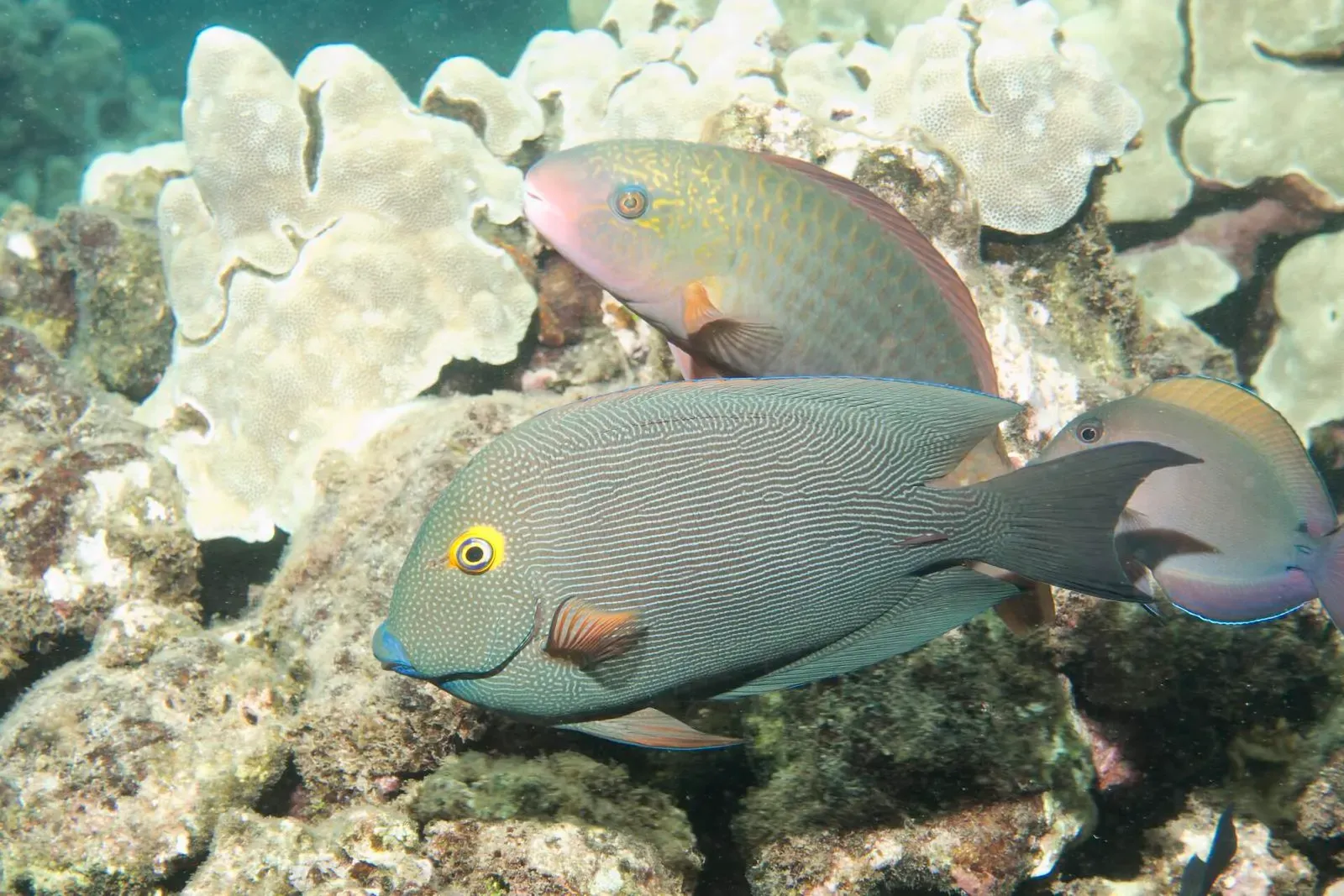 Close-up of a goldring surgeonfish over coral with a parrotfish behind it — Honolua Bay, Maui