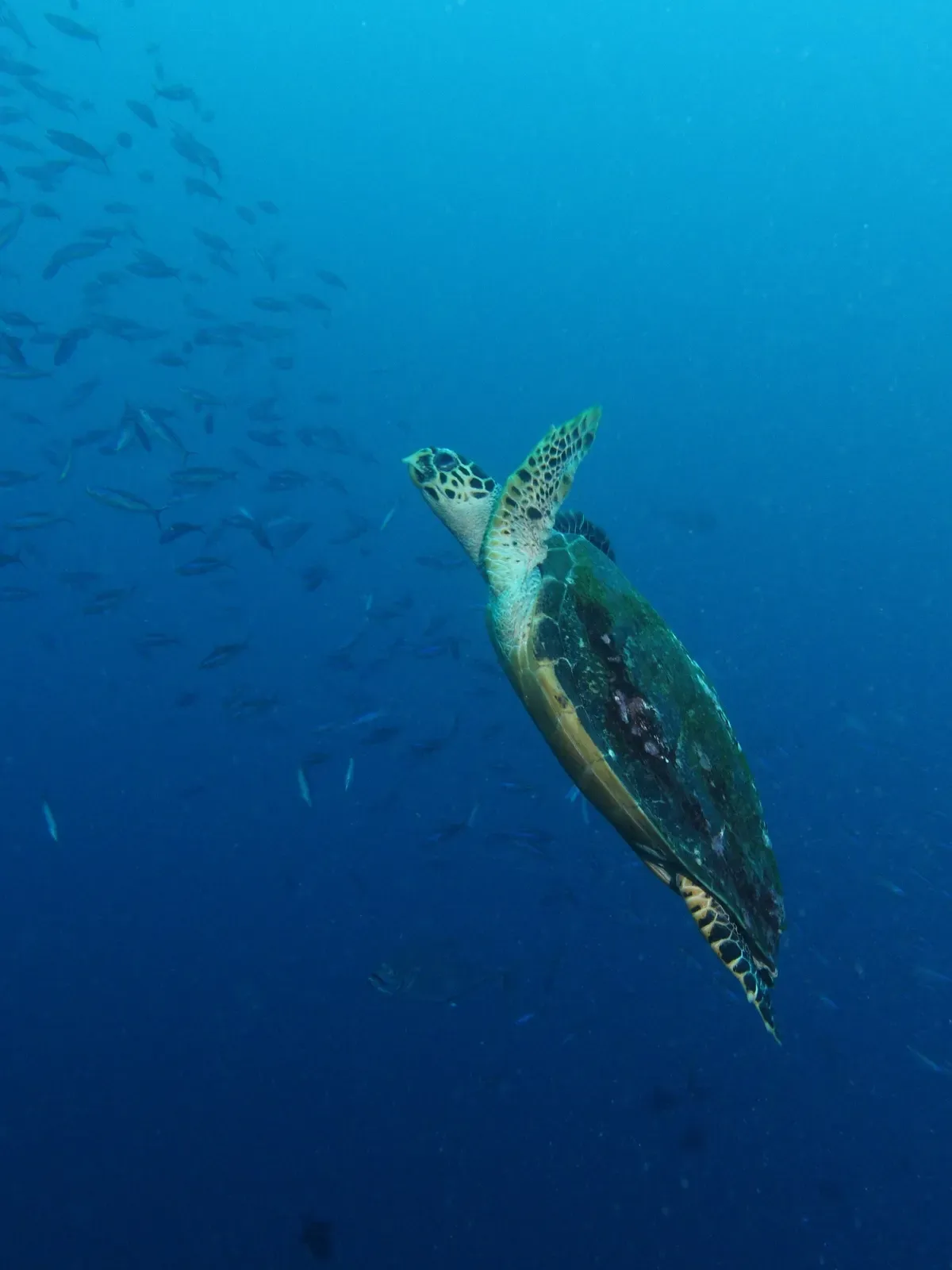 Green sea turtle swimming up through a school of small fish — Batu Bolong, Komodo.