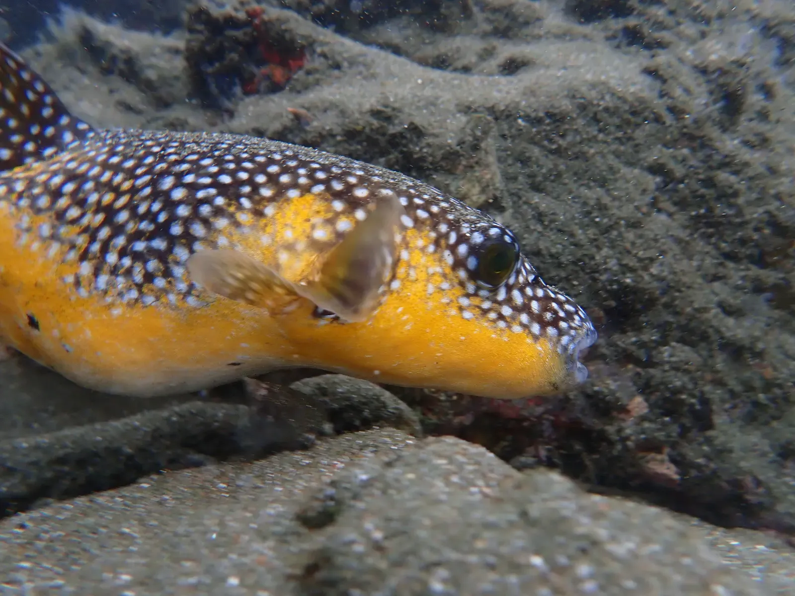 A yellow-and-white spotted guineafowl puffer hovers close to a sandy, rocky seabed — Bahía Solano.
