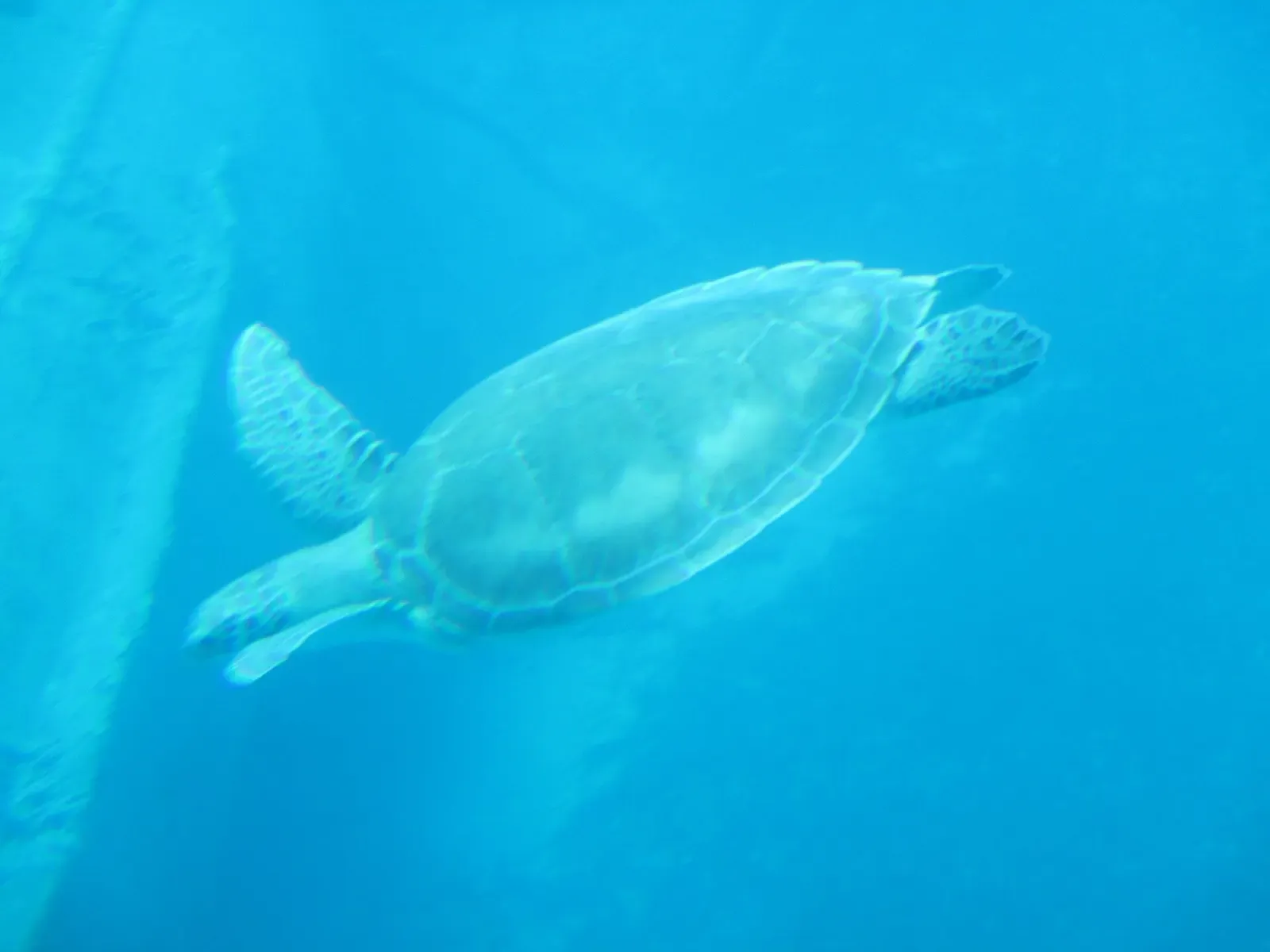 One sea turtle swimming in hazy bright blue water, seen from below with its flippers spread — Saint Barthélemy.