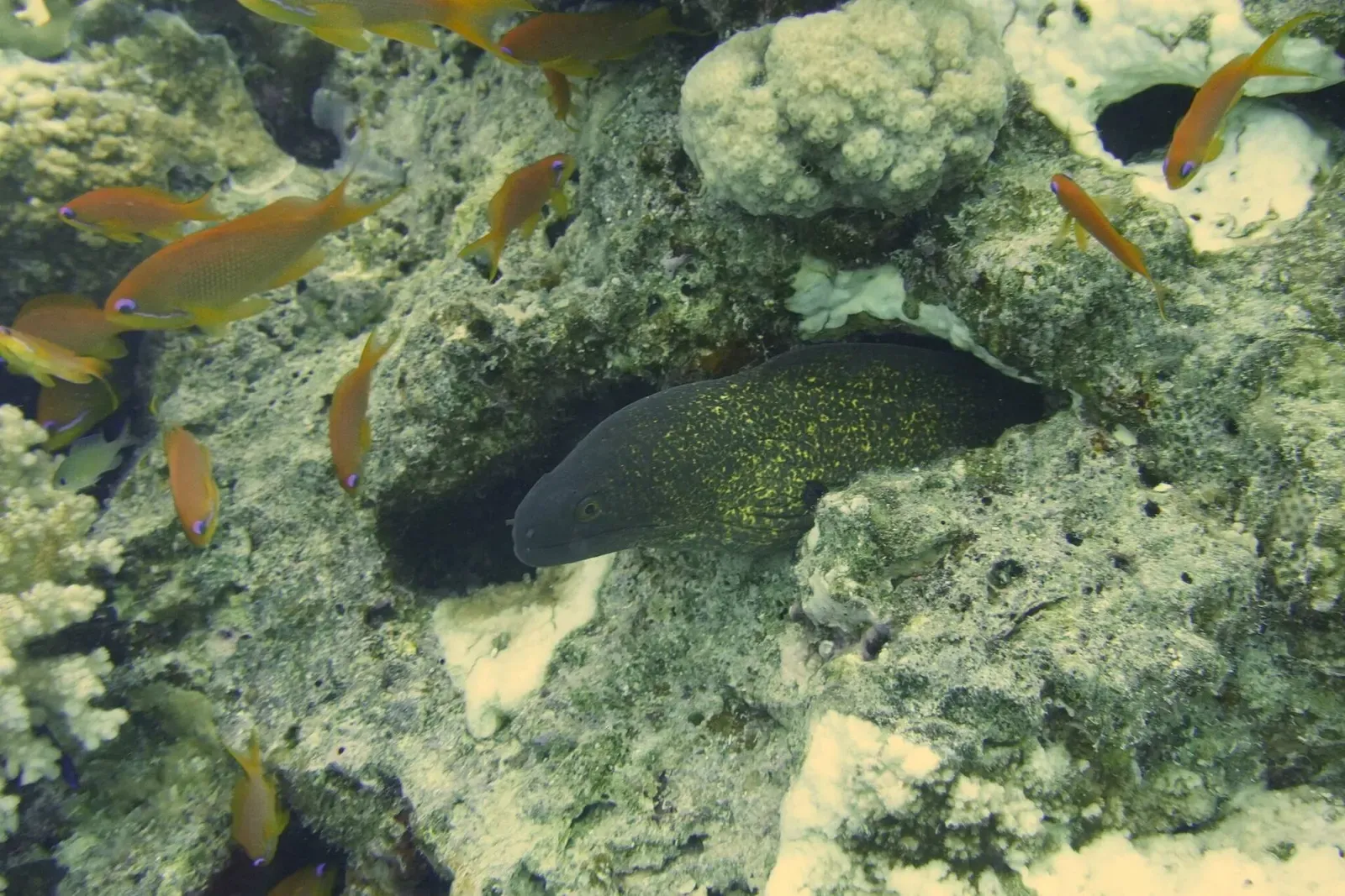 A moray eel with yellow-flecked skin peers from a coral crevice as orange fish swim around — Erg Abu Ramada, Hurghada & El Gouna