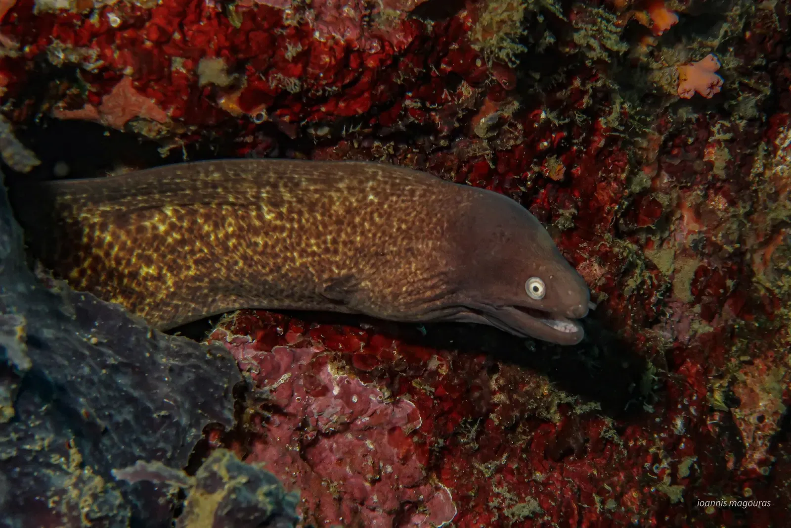 A white-eyed moray eel rests half-hidden in a red sponge-covered crevice — Lumayag, Anda, Bohol.
