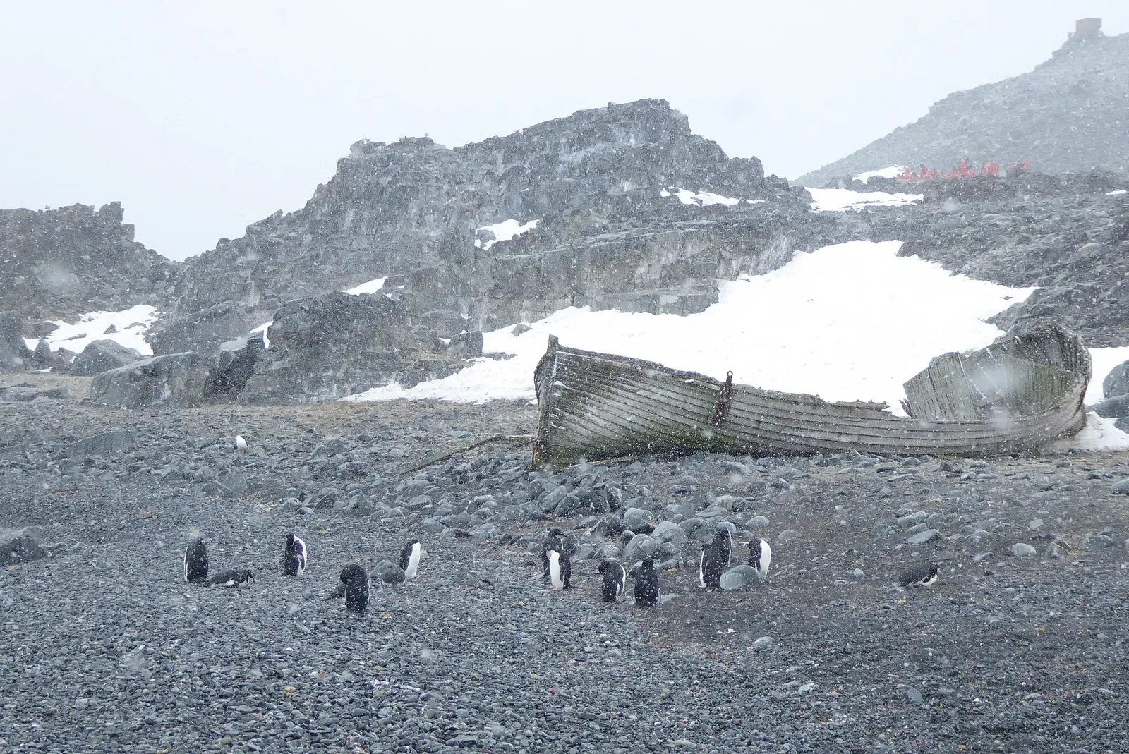 A rusted 1968 boat wreck on the gravel beach of Half Moon Island with chinstrap penguins nearby — Antarctic Peninsula
