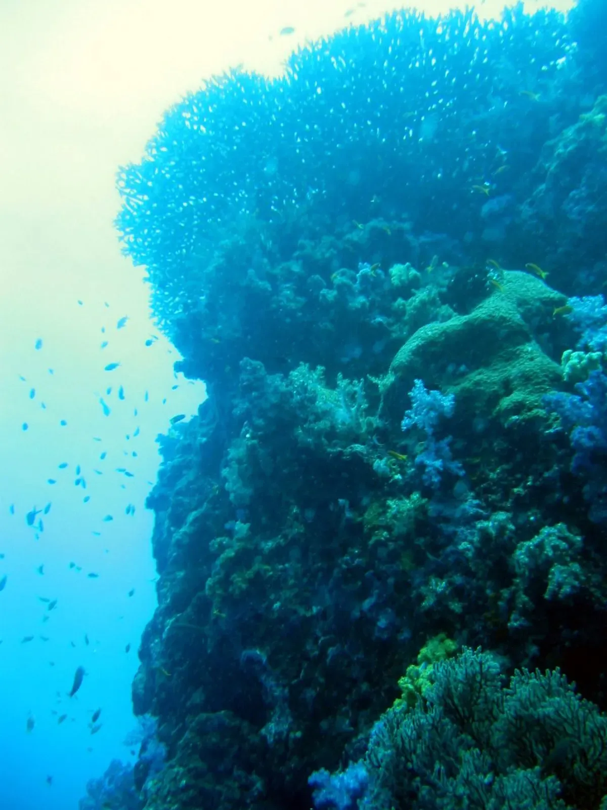 Diver's view looking up through blue water past a coral-covered wall — East of Eden, Similan Islands