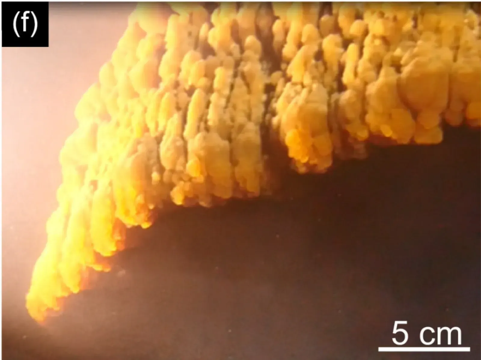 Close view of hollow cone-shaped carbonate formations with a 5 cm scale bar