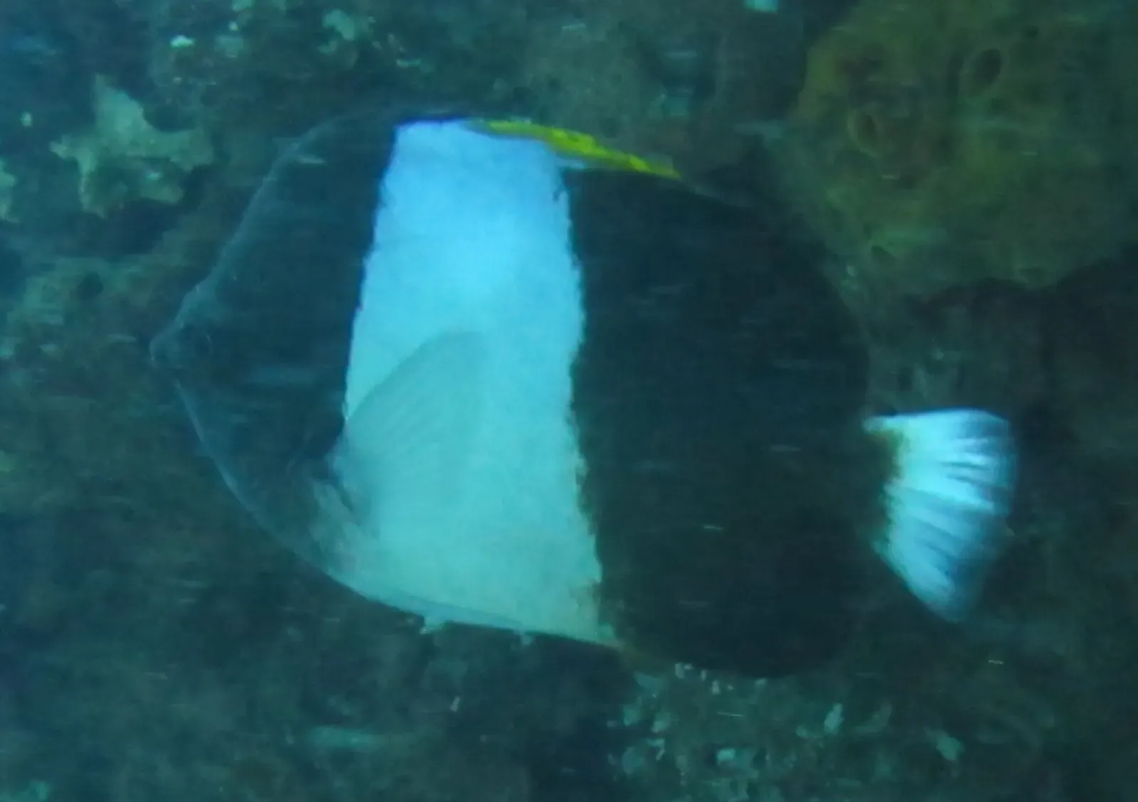 Black pyramid butterflyfish over reef in South Africa — Nine-Mile Reef, Sodwana Bay