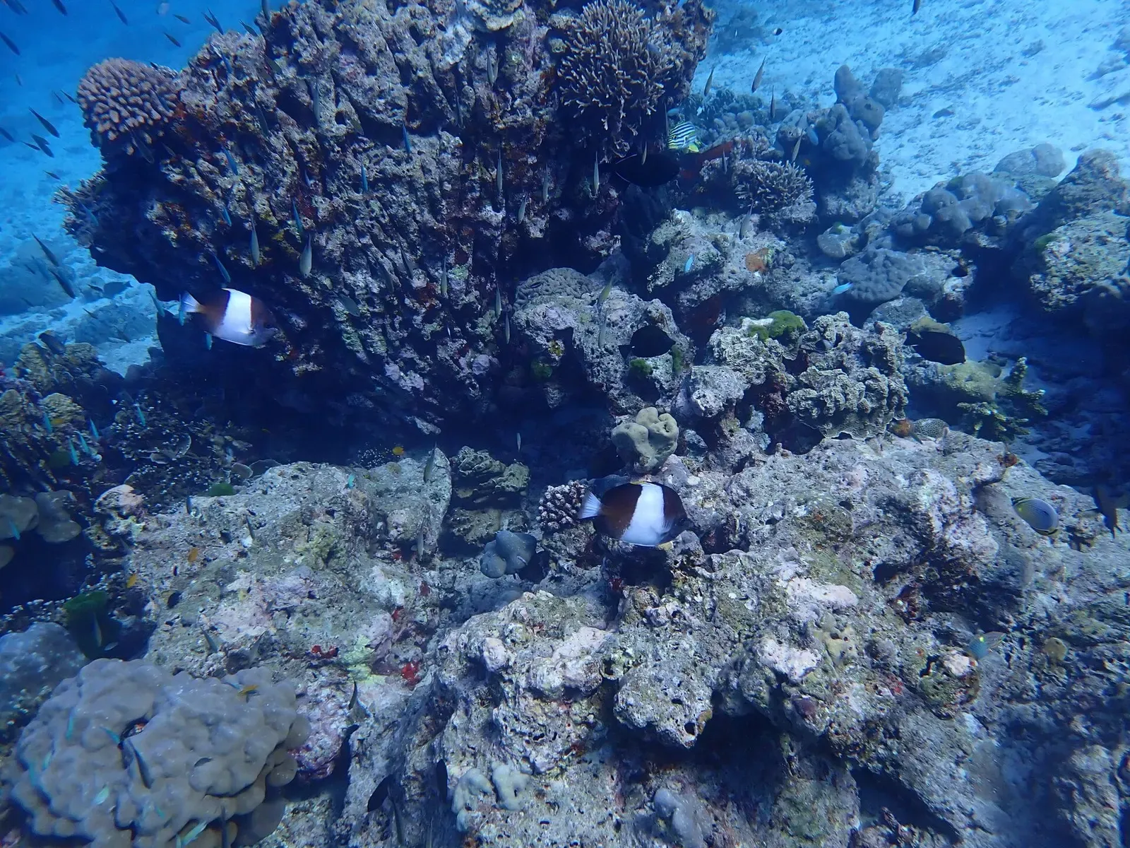Two black-and-white butterflyfish swim beside a large coral head on a rubble and coral slope in blue water — Honeymoon Bay, Similan Islands