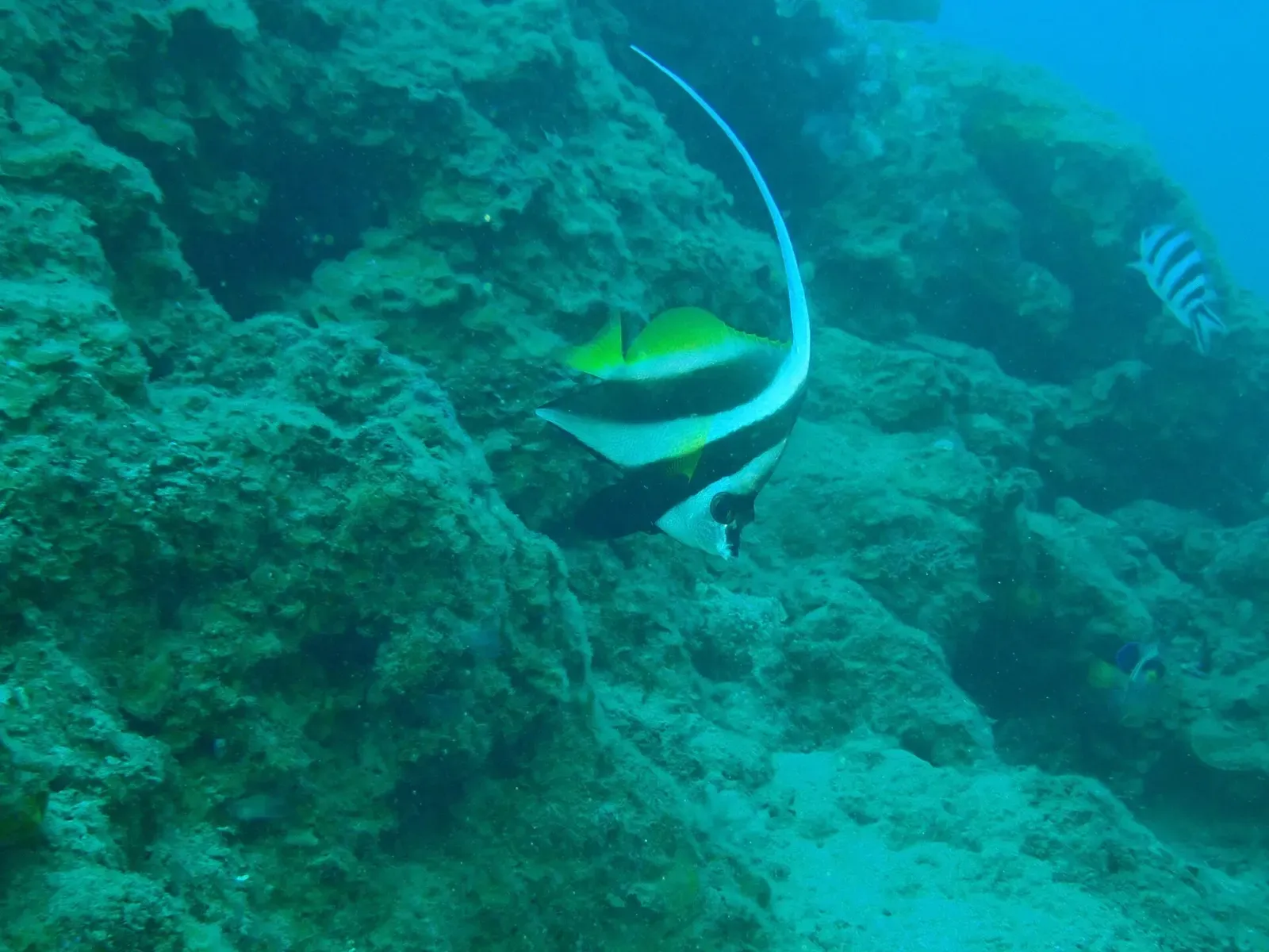 A black, white and yellow bannerfish with a long white dorsal streamer swims over a green reef slope — Savusavu & Natewa Bay