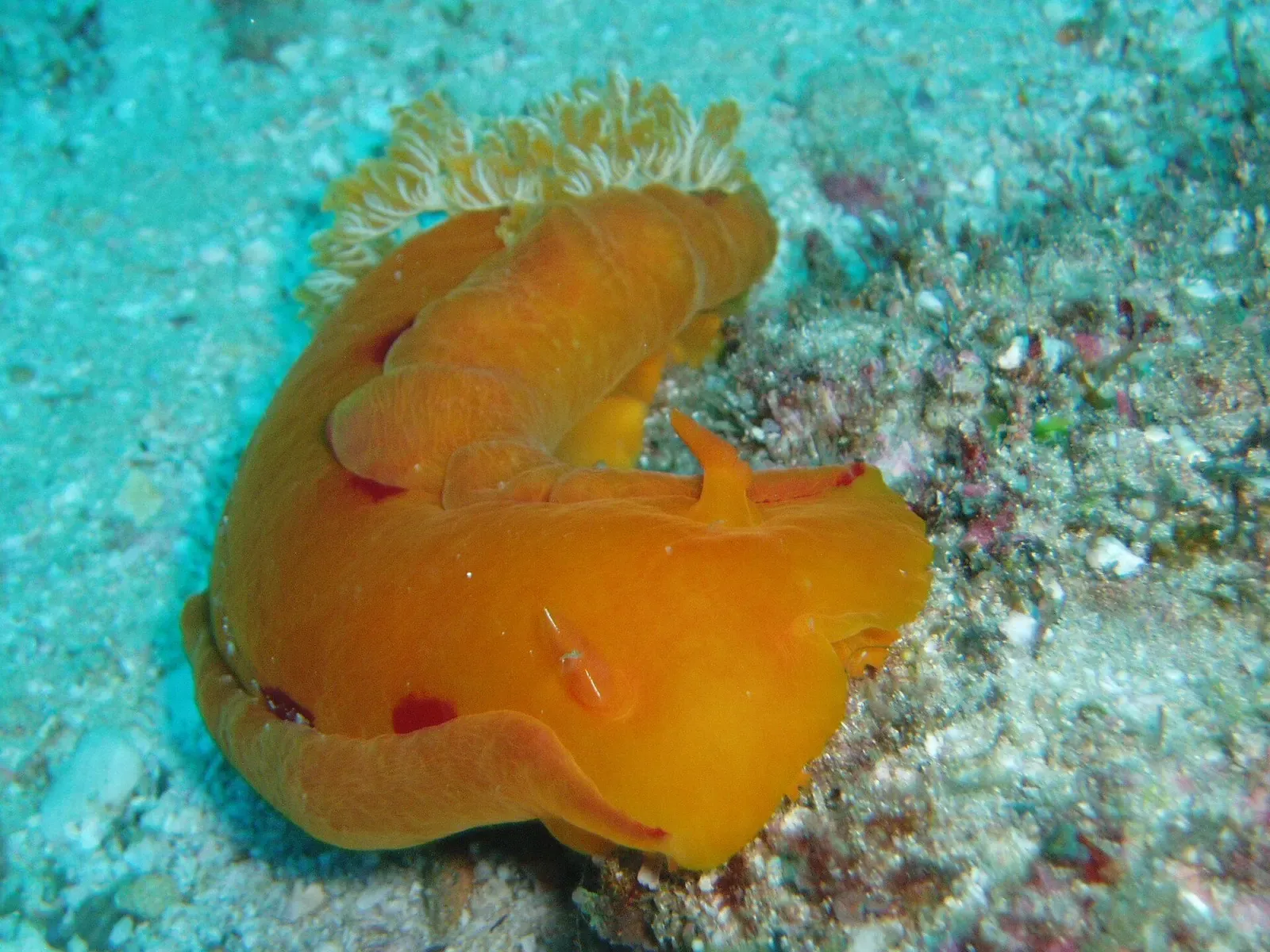 A single bright orange Spanish dancer nudibranch with a frilly yellow gill plume, on pale rubble — Jangamo & Guinjata Bay.