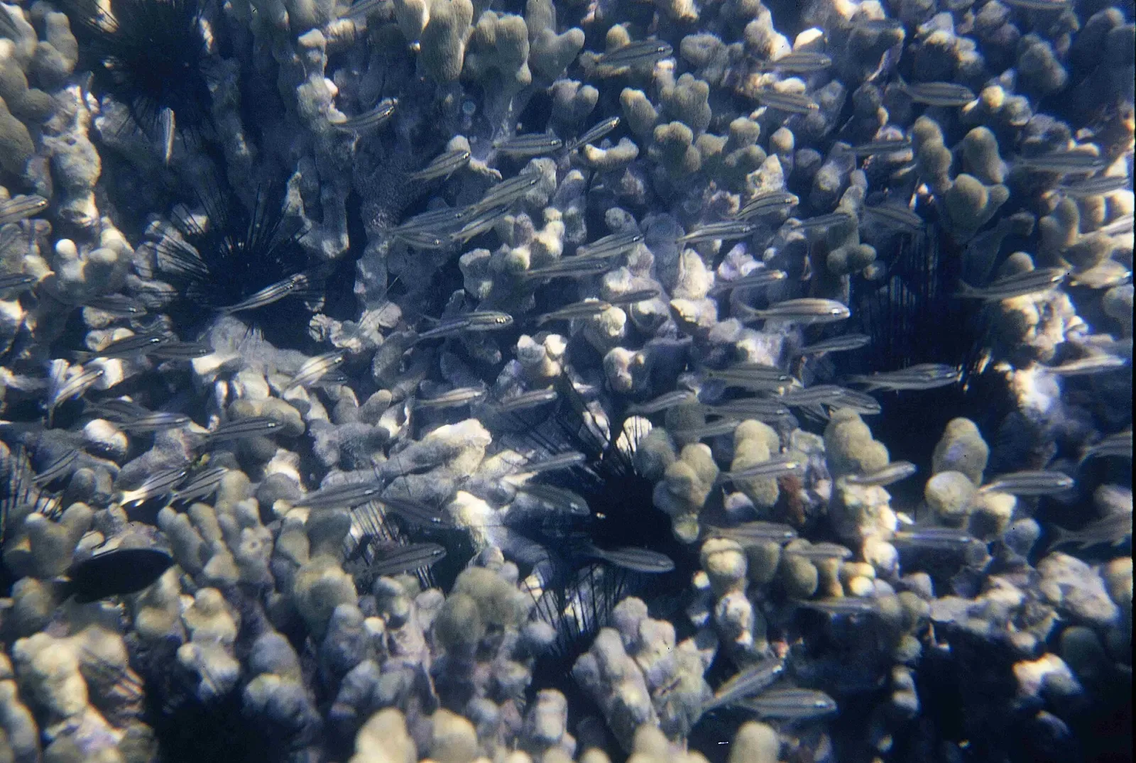Dense finger coral heads with several black long-spined sea urchins and dozens of small silver striped fish swimming over them — Tektite, St. John
