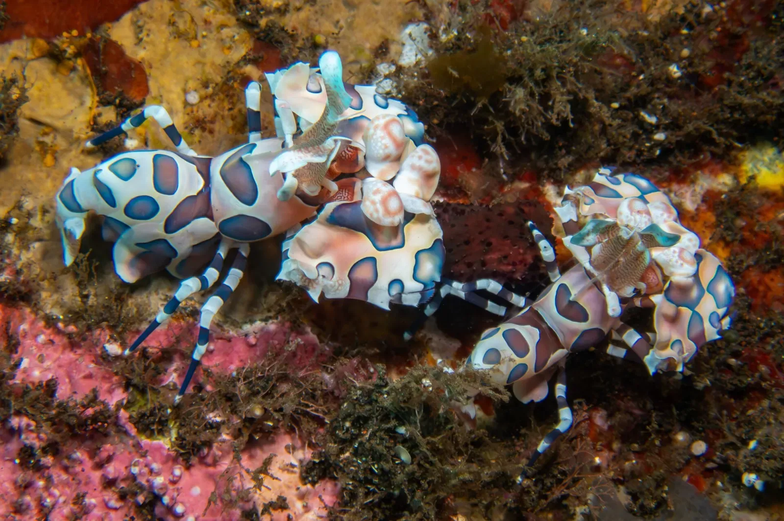 Pair of patterned harlequin shrimp with fan-shaped legs on the sea floor — Tulamben