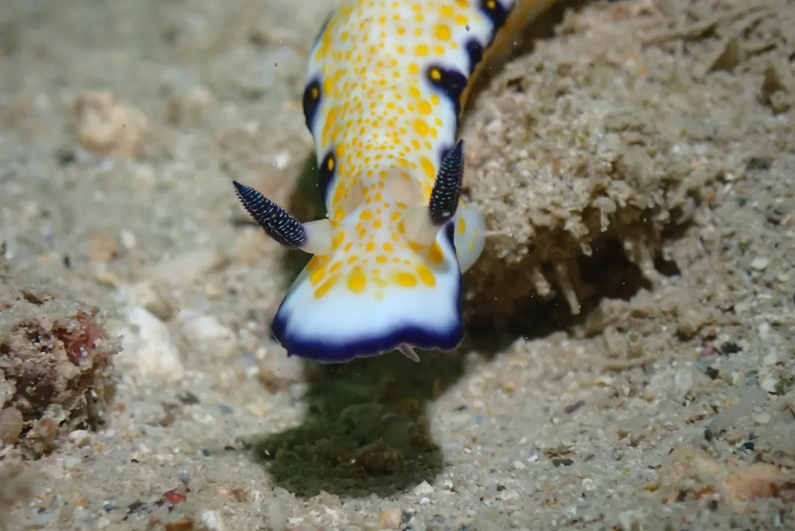Head-on close-up of a white nudibranch with orange spots, a violet skirt and dark rhinophores on sand