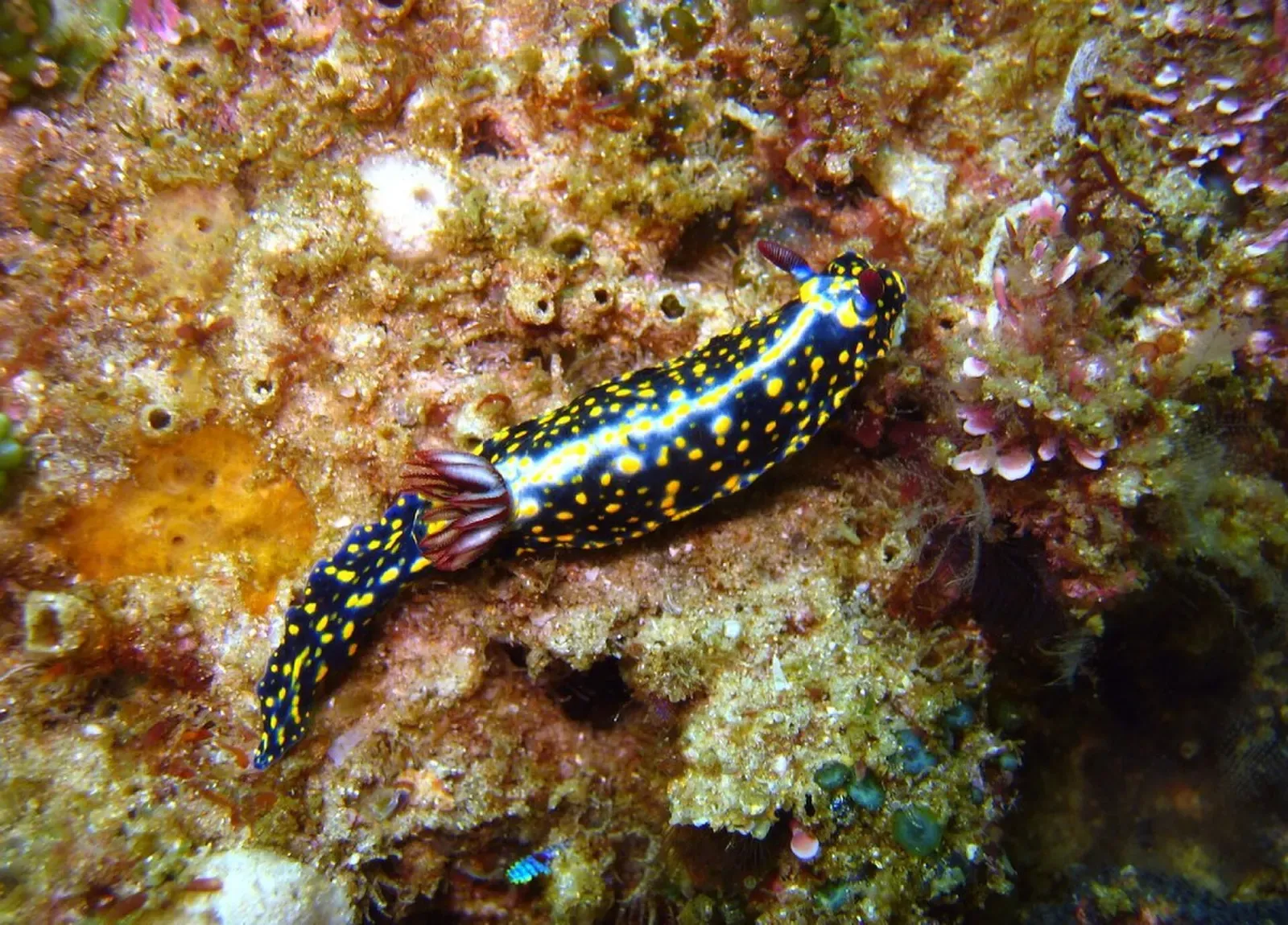 Black nudibranch with yellow spots and red gills crawling over encrusted rock — South West Rocks