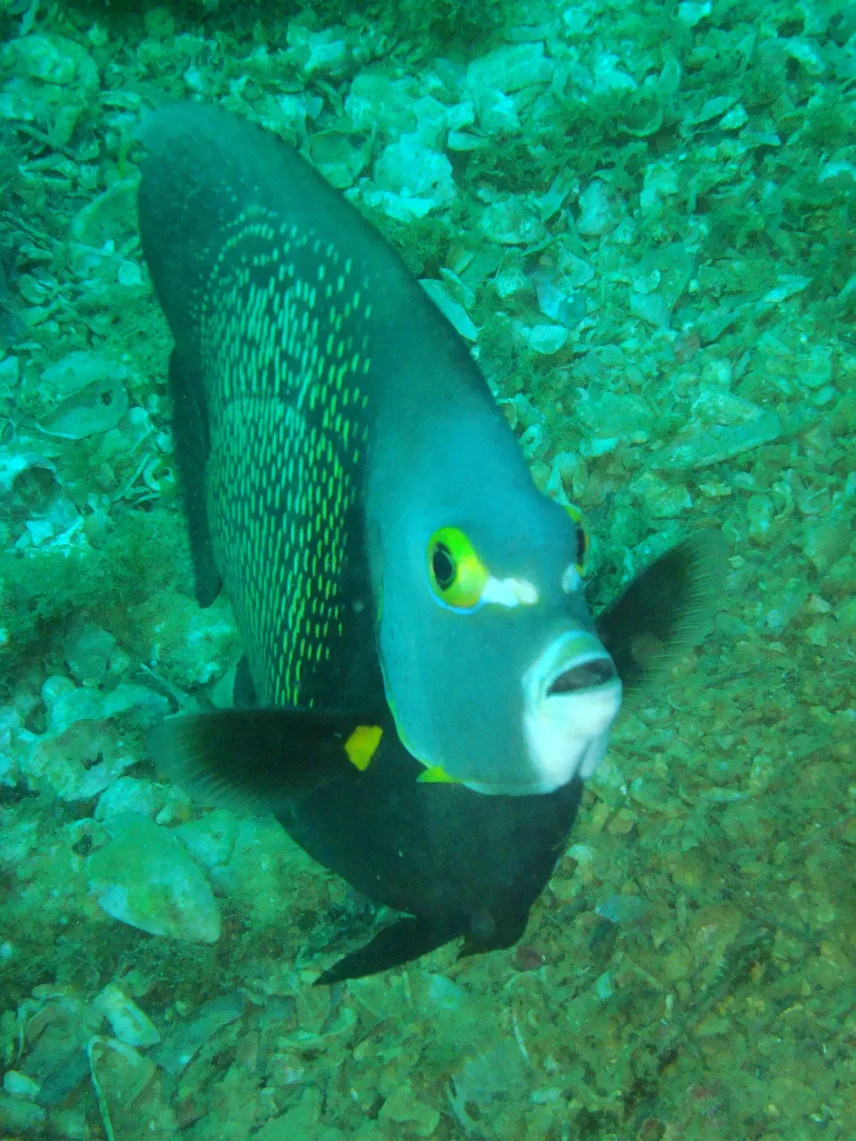 One grey angelfish with a yellow-ringed eye and pale mouth swims low over a rubble bottom in green water — Ilha Escalvada, Guarapari.