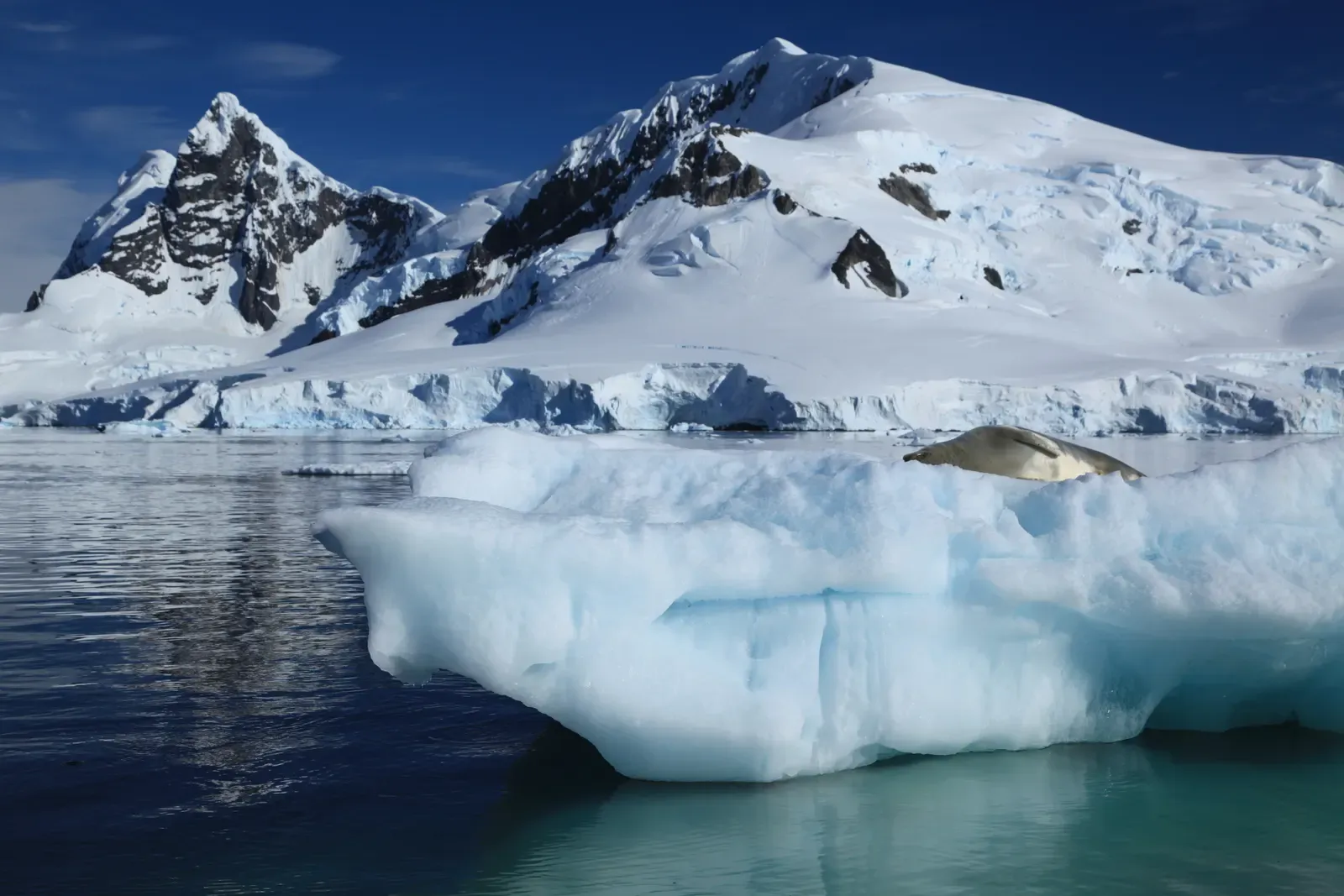 A crabeater seal rests on a low iceberg with glaciated peaks rising behind it in Paradise Harbour — Antarctic Peninsula
