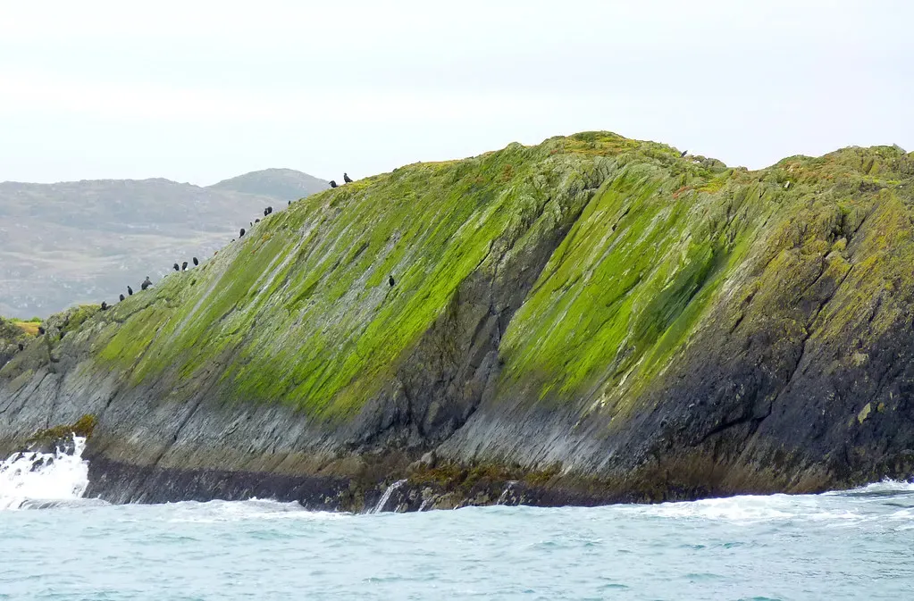 A steep islet of tilted grey rock streaked with bright green, with a line of small dark seabirds on its ridge and surf at its base — Baltimore & Cape Clear Island