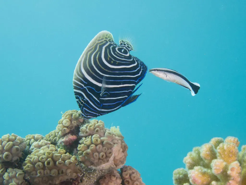 A dark blue angelfish with curved white rings swims over coral heads next to a slim black-and-white striped fish in blue water — Nuweiba