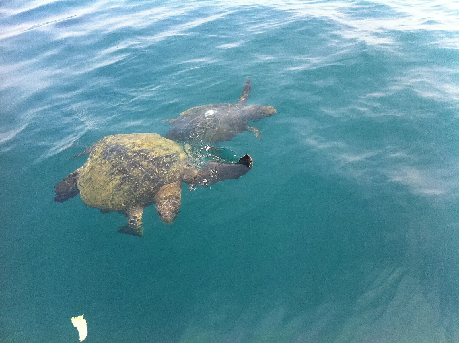 Two sea turtles swim just beneath the surface in clear blue-green water — Isla de la Plata.