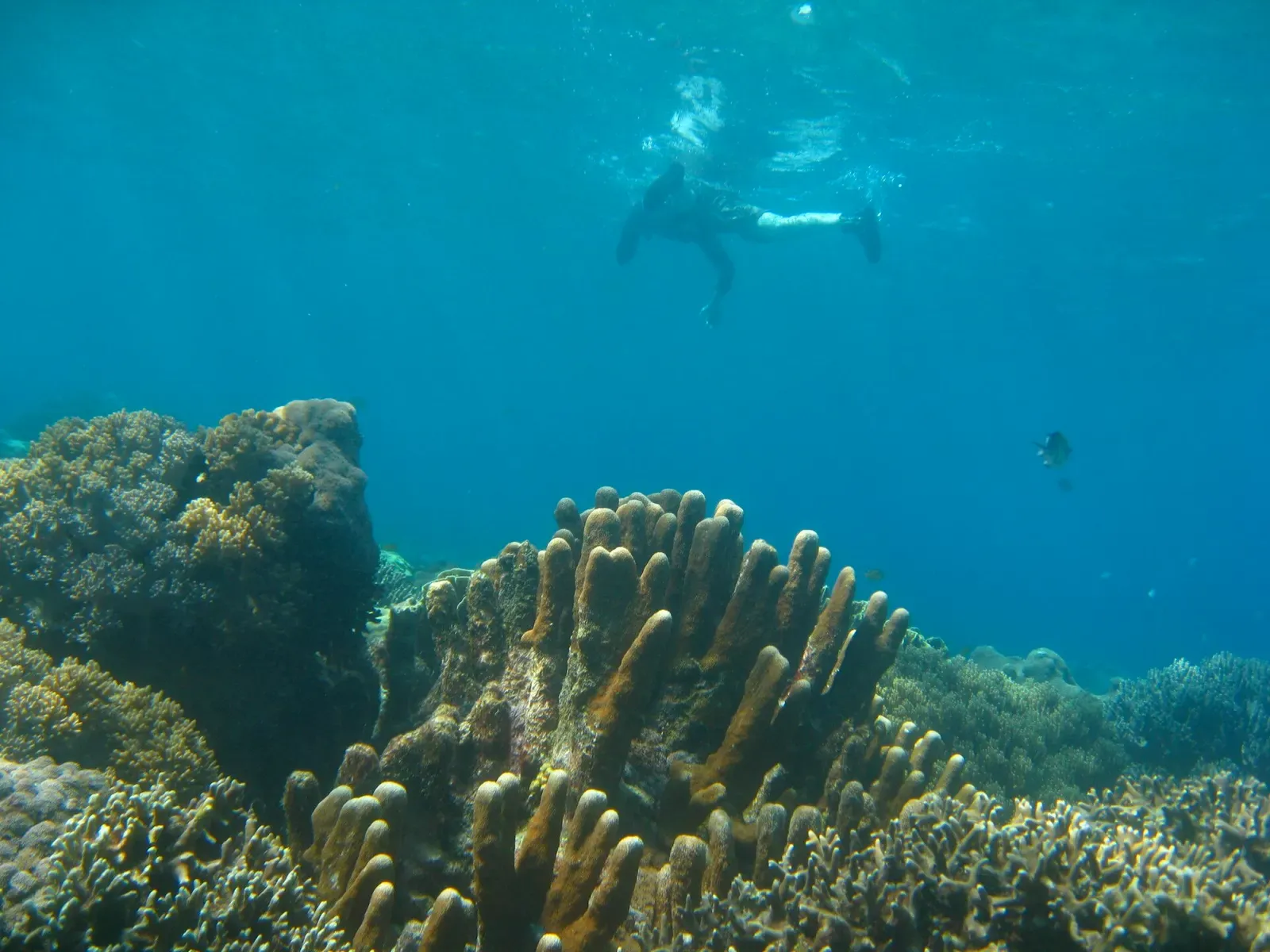 A snorkeller floats above columns of Isopora pillar coral in clear shallow water at Apo Island.