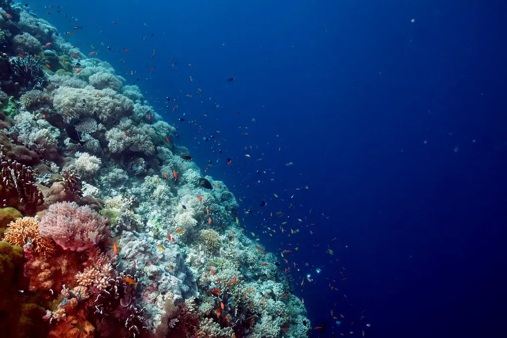 Small reef fish scatter over hard coral along a steep drop-off into open blue water — Tubbataha Reefs.