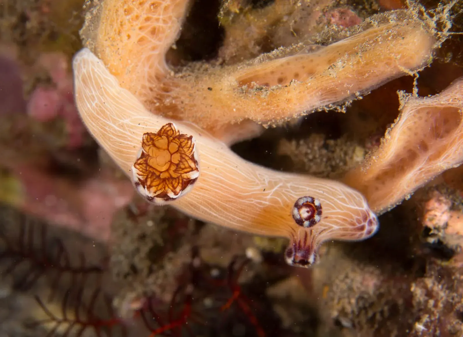 A pale orange nudibranch with fine white lines and a frilly gill tuft draped over an orange sponge — Bontoh Reef, Sangeang & Bima Bay