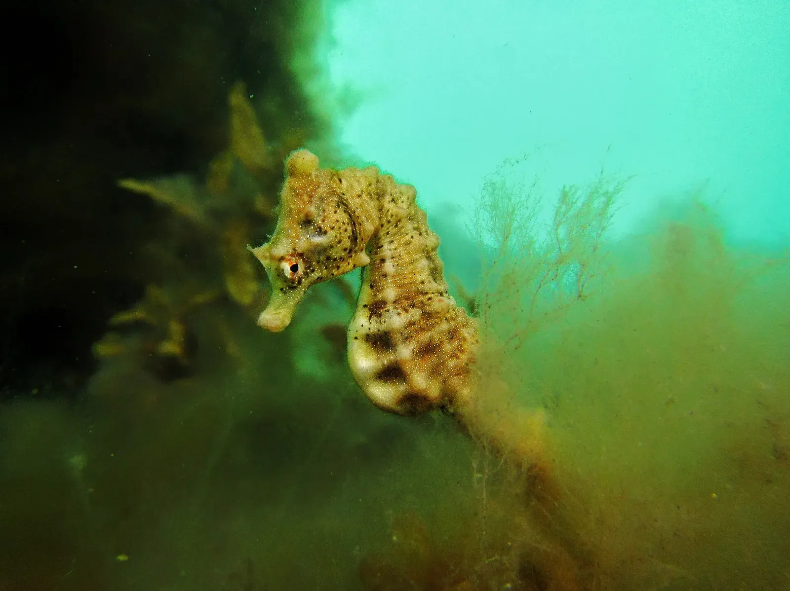 Small juvenile seahorse clinging to weed on a pylon in green-tinted water — Rye Pier, Port Phillip