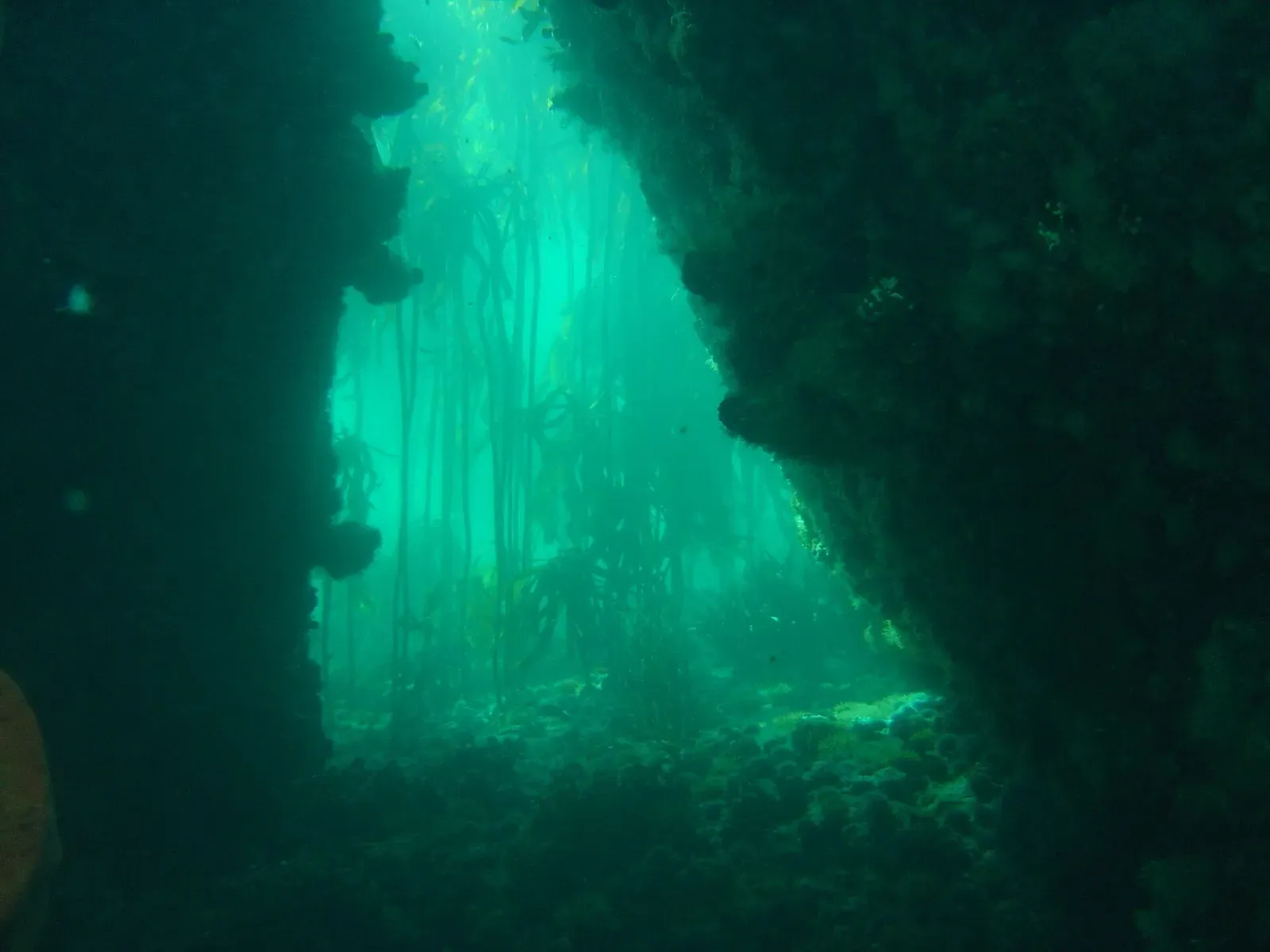 Kelp stipes rise through green water toward the surface at A-Frame, framed by a rocky crevice — Cape Town.