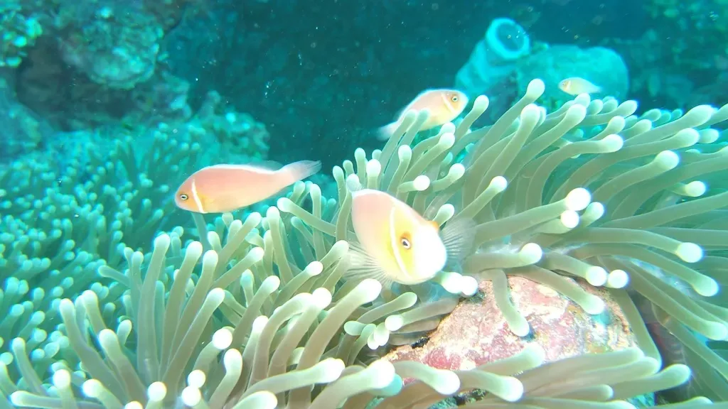 Two orange clownfish among the pale tentacles of a large anemone on a reef-covered wreck — Kensho Maru, Chuuk Lagoon.