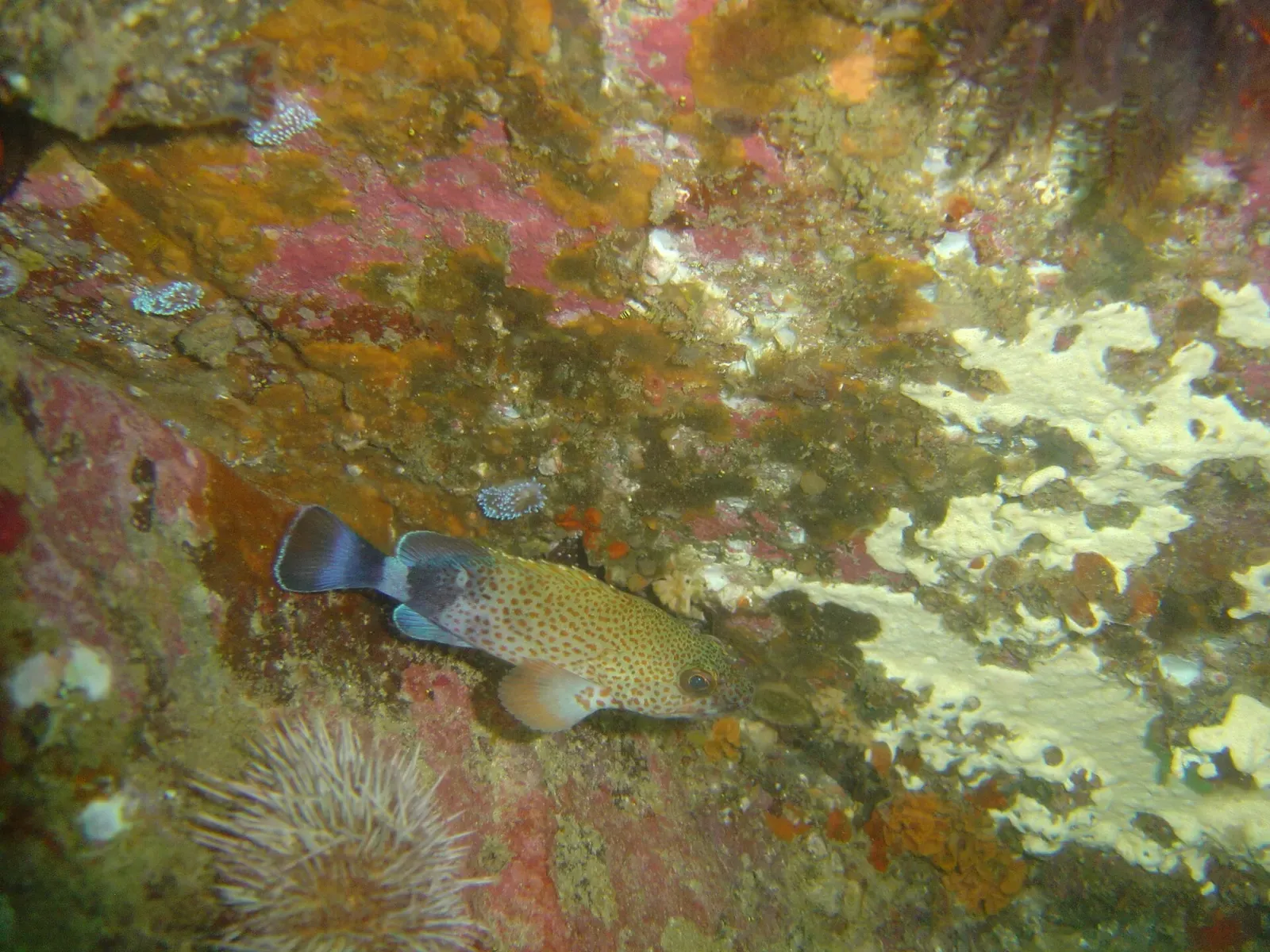 A spotted koester fish resting on a reef wall covered in orange and pink growth beside a sea urchin — Troglodyte's Cove, Gordon's Bay & Rooi-Els