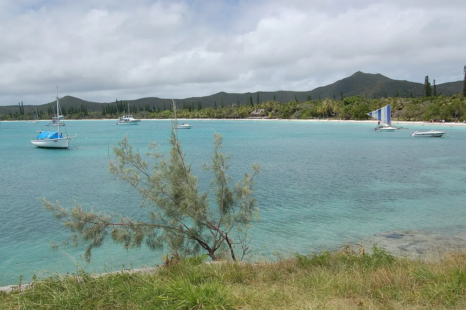 A turquoise bay with several anchored sailboats, a wooded shoreline and a low ridge behind, seen past a shrub on a grassy bank — Isle of Pines