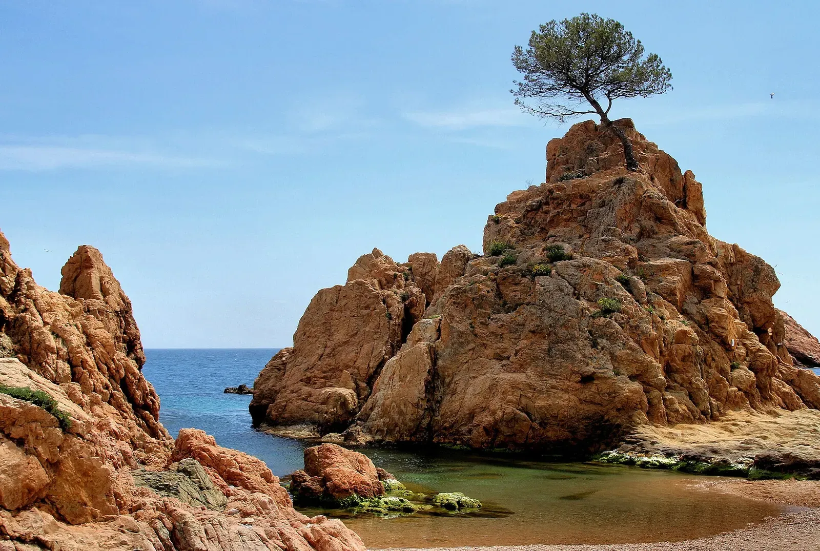 A pine tree growing atop the reddish rock outcrop at Mar Menuda beach, above a clear cove.
