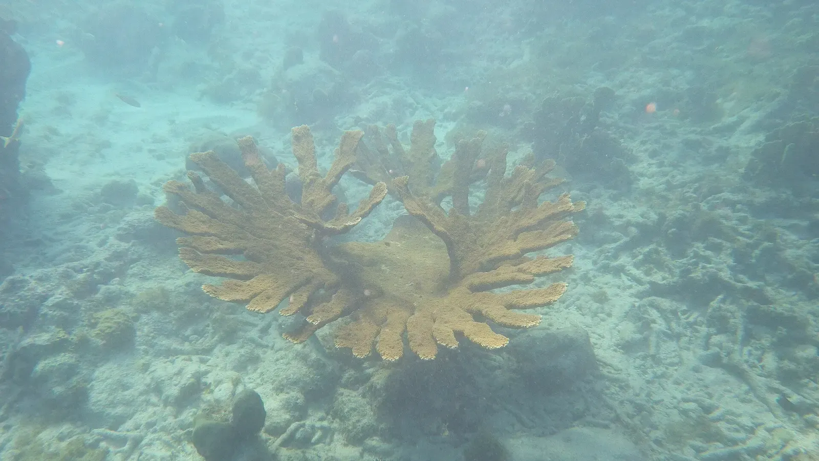 Branching elkhorn coral underwater at Playa Kalki — Curaçao