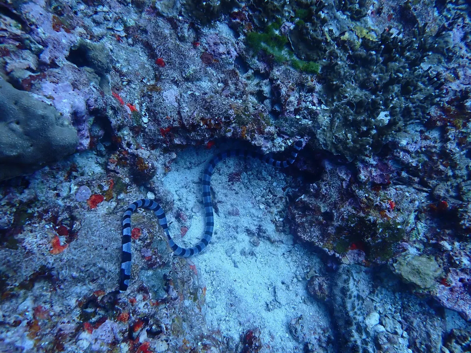 A black-and-white banded sea snake winds across a sandy gap between rocks covered in red and grey growth — Koh Bon West Ridge, Similan Islands
