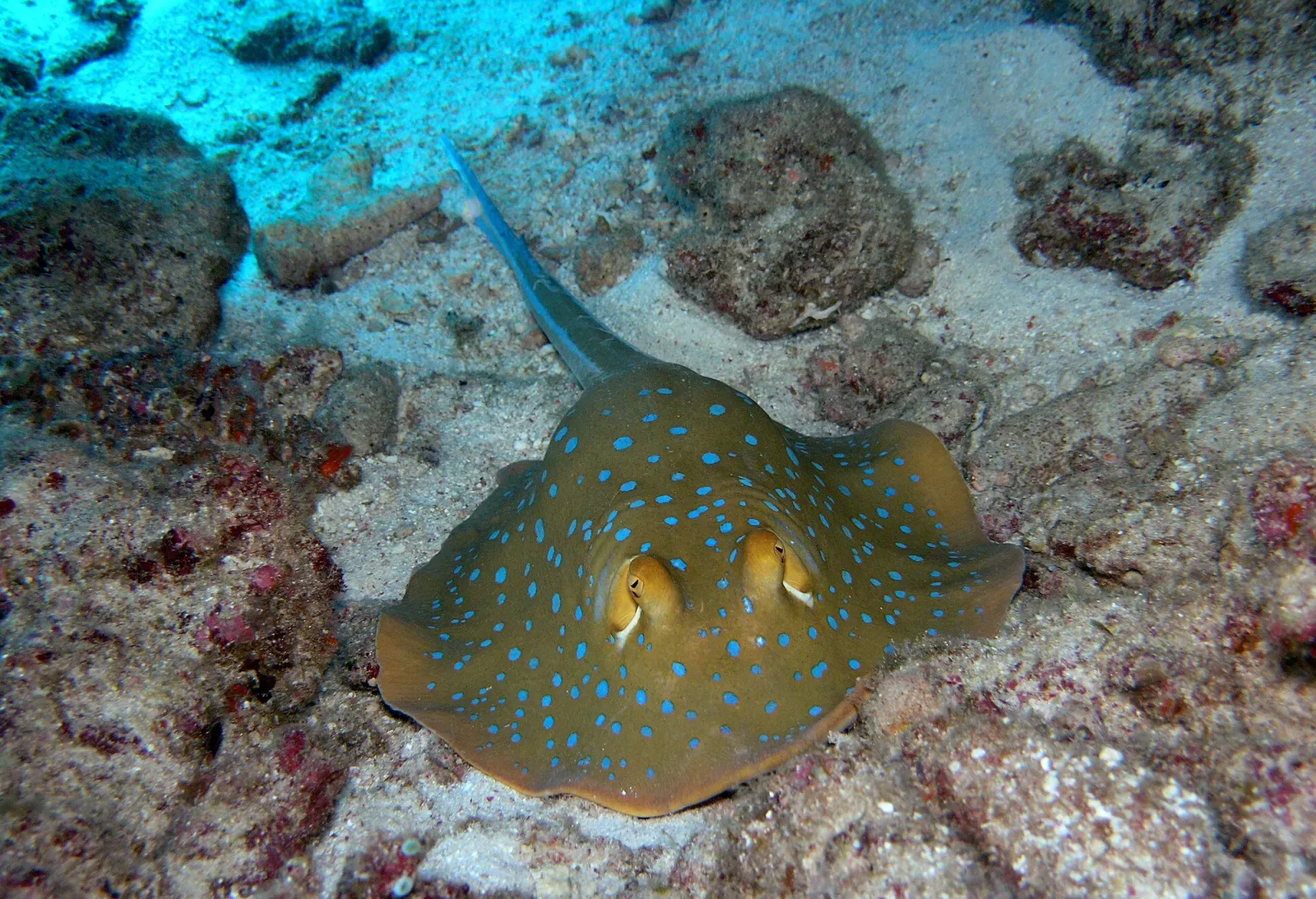 A blue-spotted stingray rests on sand between coral rubble, its tail curled to one side — Layang-Layang.