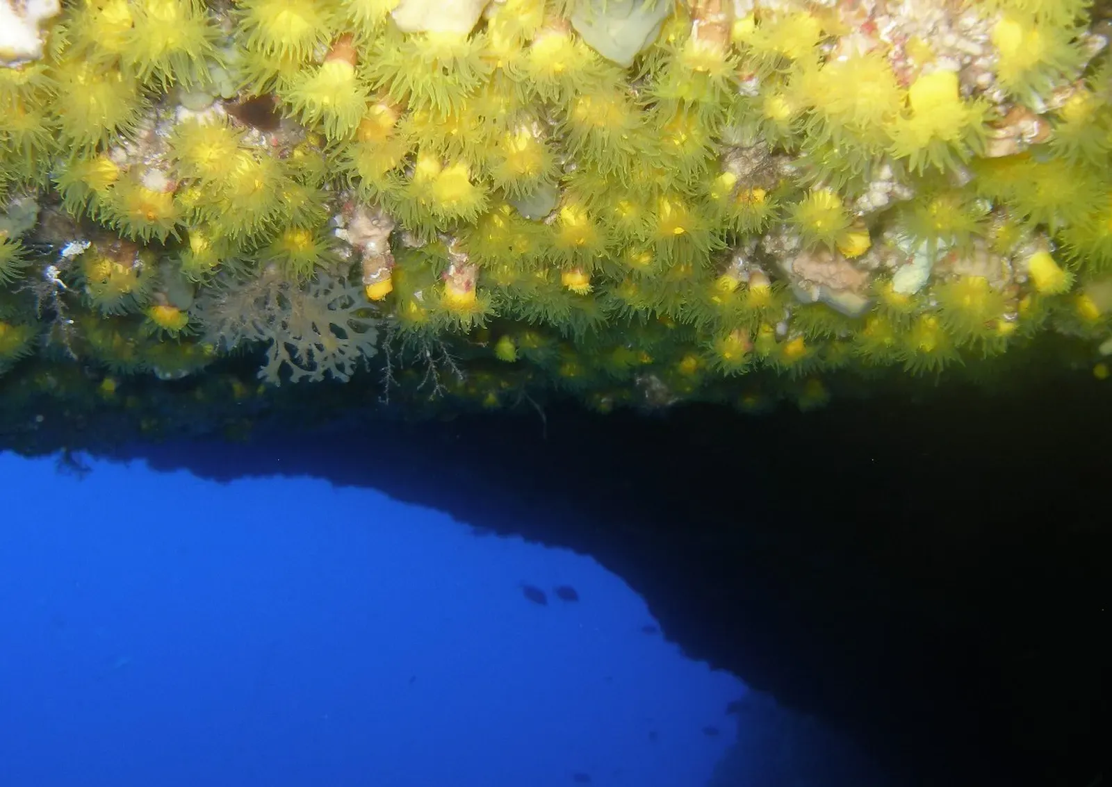A cluster of yellow cup coral polyps growing on the cave ceiling above deep blue water — Grotta di Nereo, Capo Caccia.