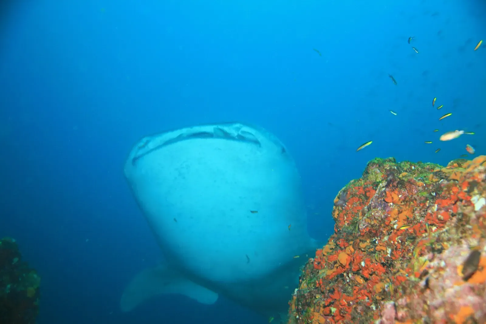 Large shark swimming close to a coral-covered rock in blue water — El Faro, Coiba