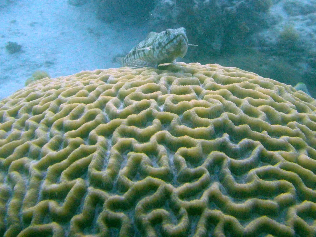 A mottled grey and white lizardfish resting on top of a large yellow-green brain coral — Paje & Jambiani.