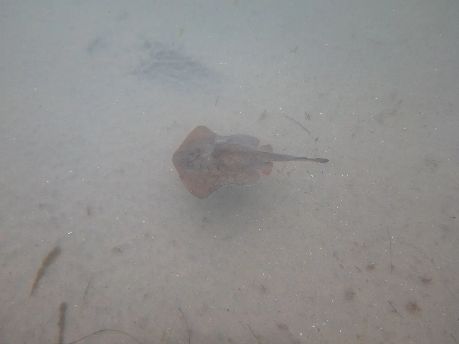 Round stingray camouflaged on the sandy bottom at La Jolla Shores