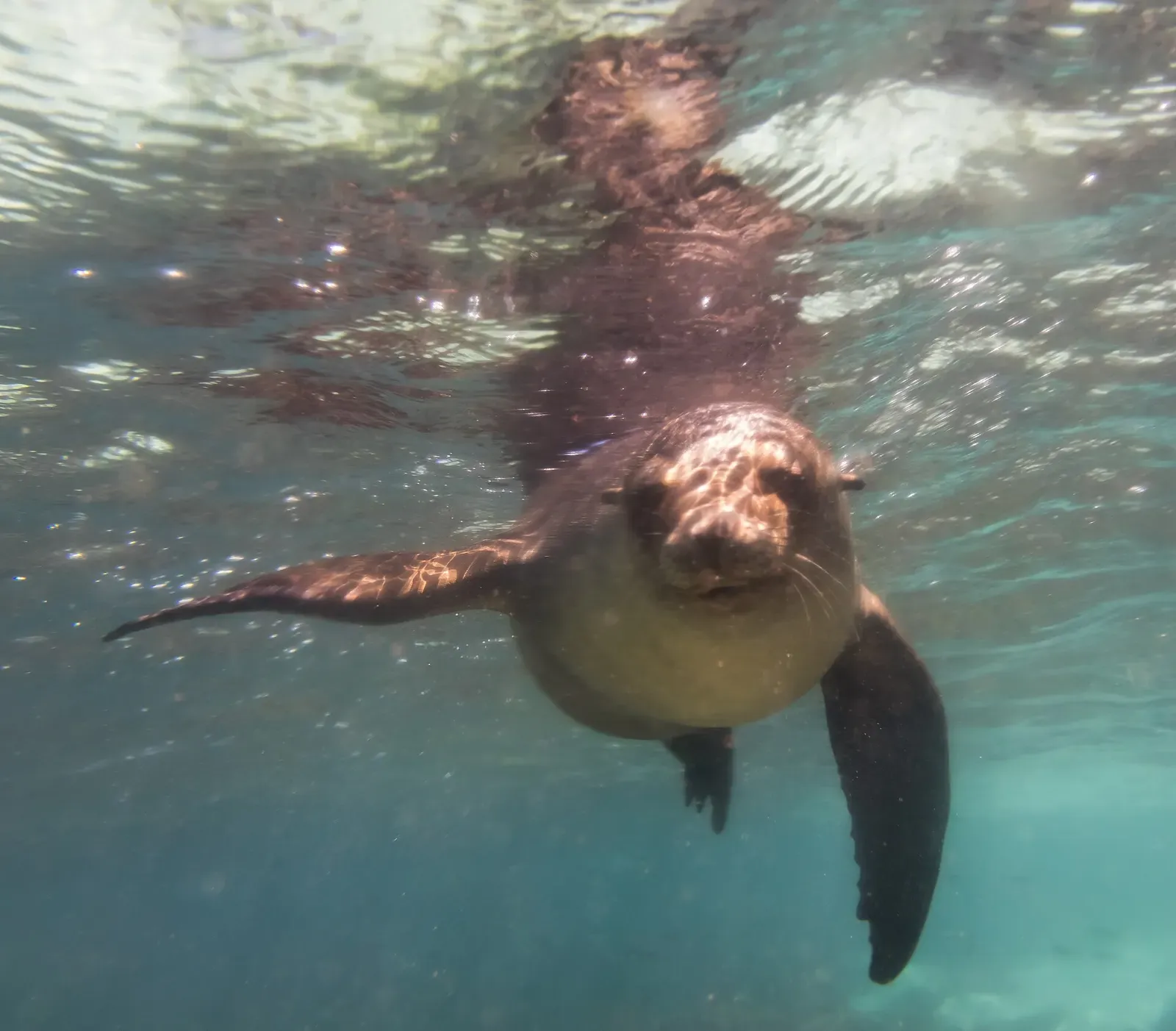 A brown sea lion swims straight toward the camera just below a sunlit surface, front flippers spread — Galápagos