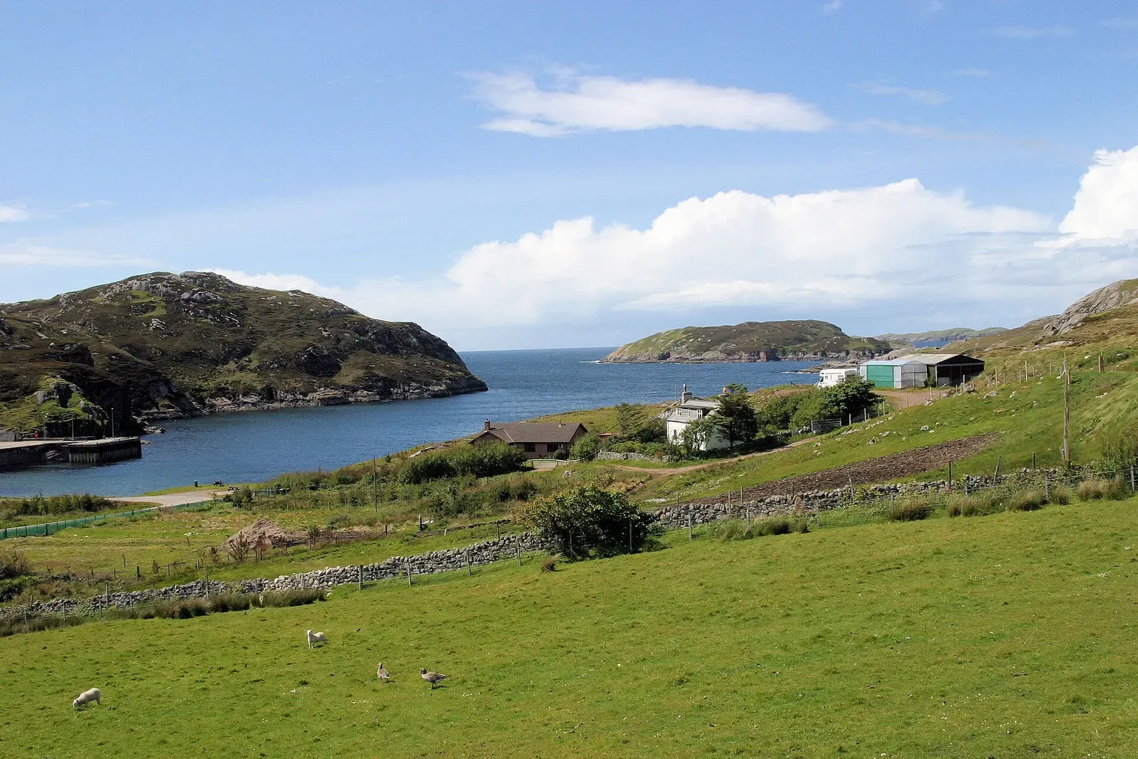 Green fields with grazing sheep slope down to a blue sea inlet between rocky headlands, with a small islet offshore — Kinlochbervie & the North-West Highlands