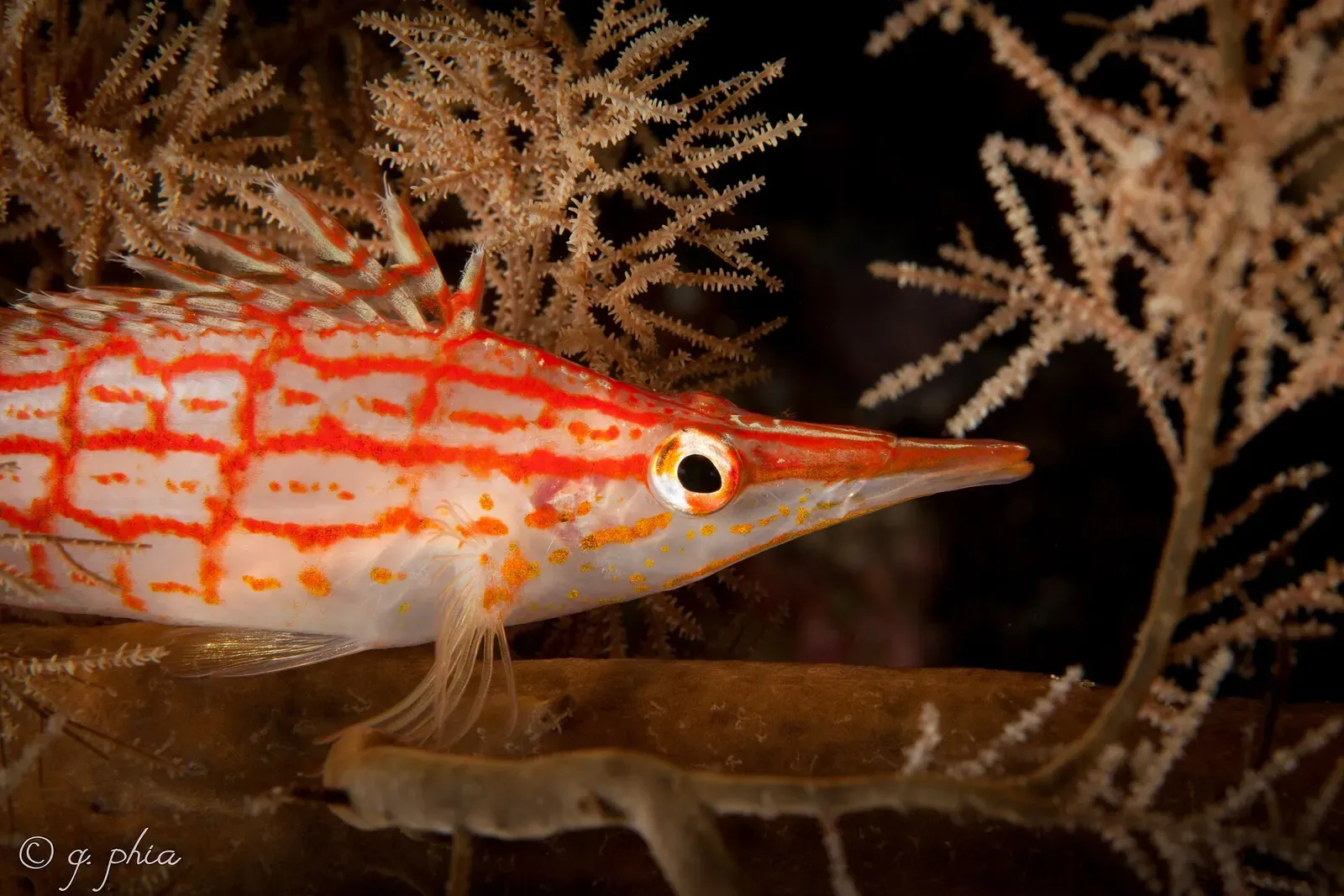 Longnose hawkfish perched on soft coral branches at Bunaken Timur