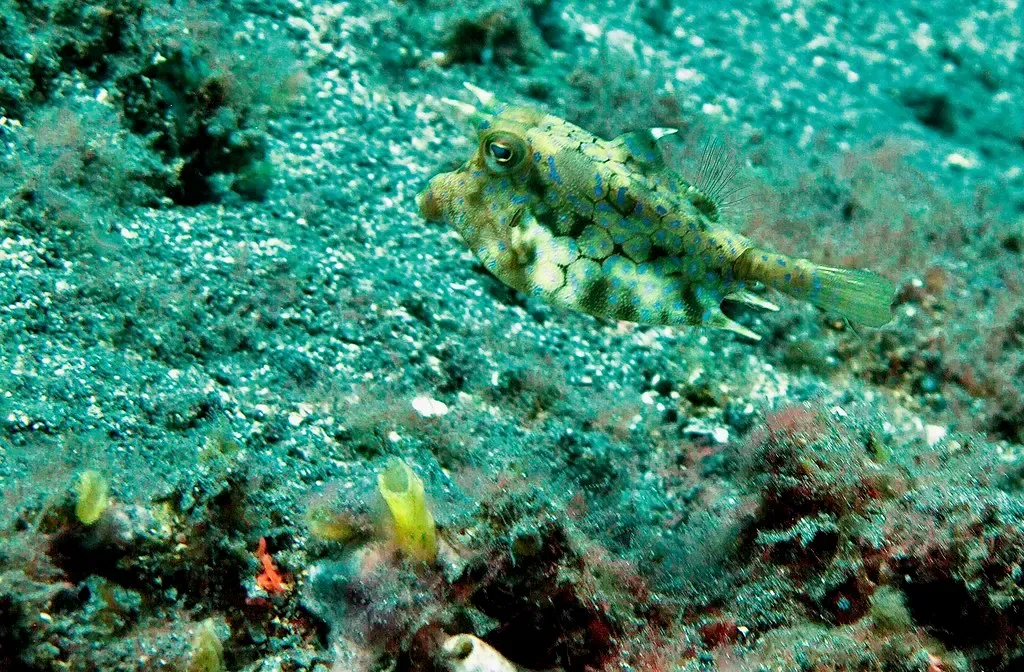 A small yellowish cowfish with blue spots and two short horns swims low over grey-green sand — Sidem, Tulamben.