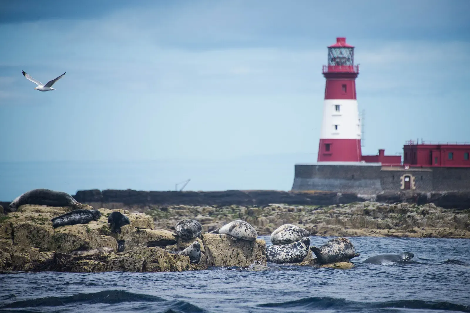 Grey seals hauled out on rocks with Longstone Lighthouse rising behind them — Farne Islands.