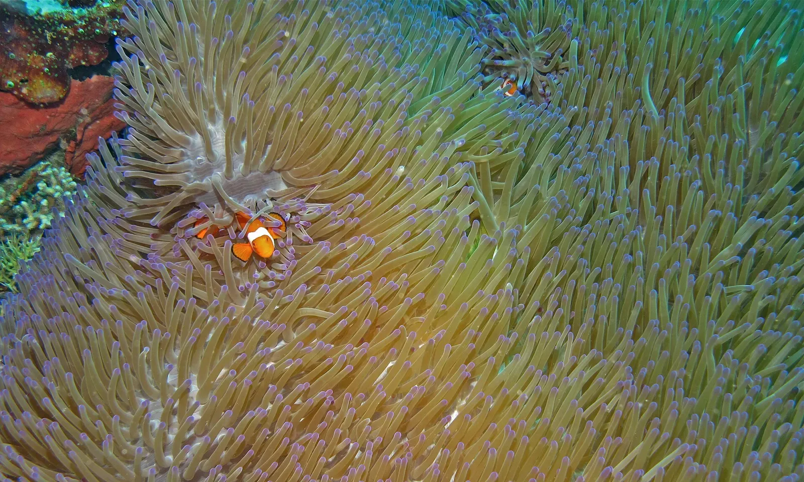 Clown anemonefish sheltering among the waving tentacles of a magnificent sea anemone — Bunaken