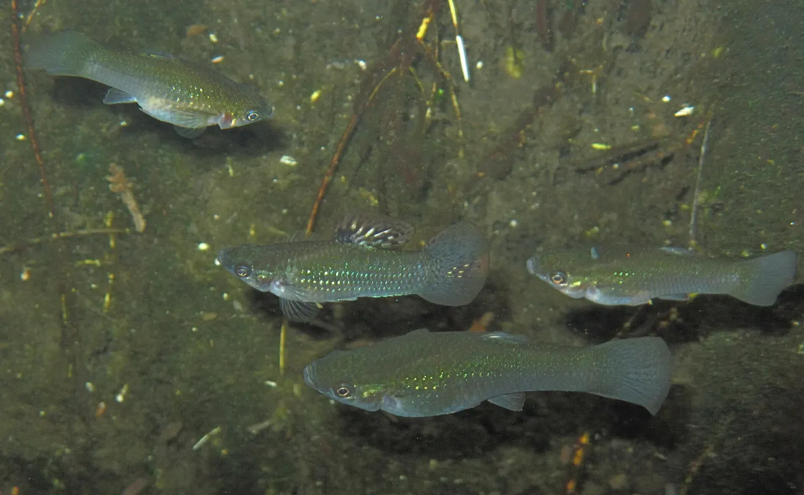 Small mangrove molly fish in shallow tannic water over leaf litter