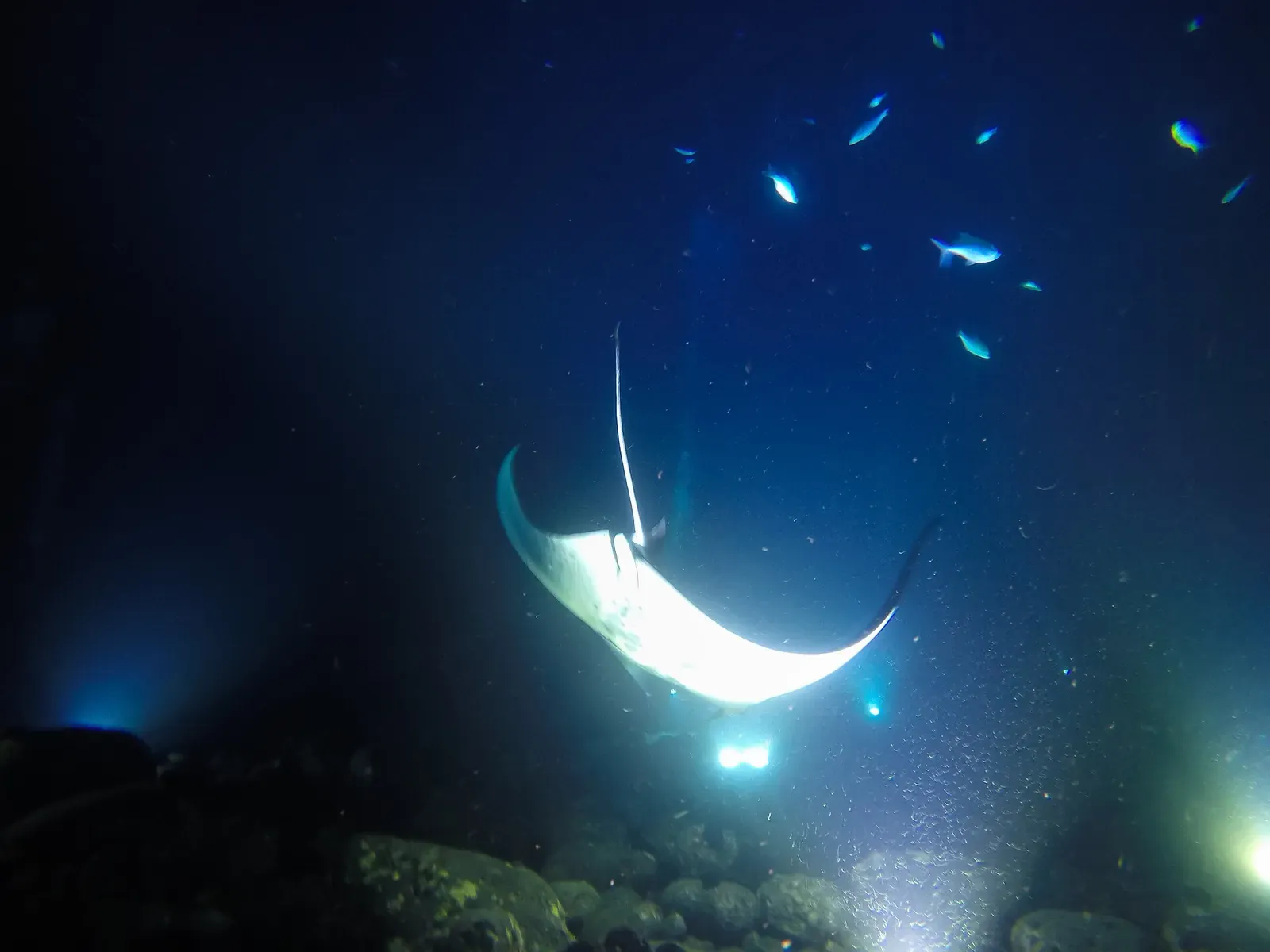 A manta ray glides through dark water lit only by divers' torch beams, small fish scattered around it — Garden Eel Cove, Kona.
