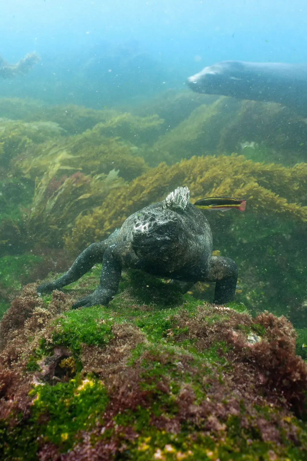 A dark marine iguana grips an algae-covered rock underwater, grazing while a sea lion and a small striped fish pass close by.