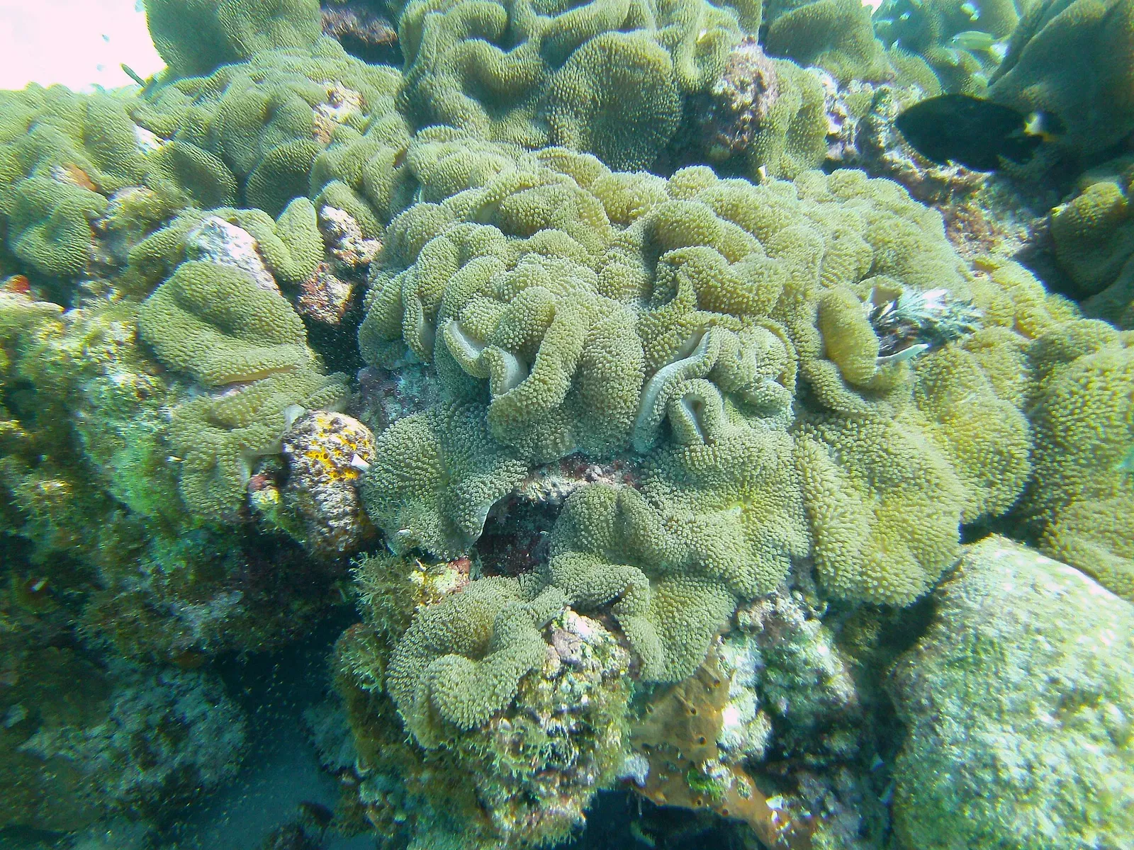 Maze coral colonies covering the shallow reef floor